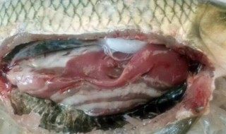 草鱼肝脏怎么做（草鱼肝脏怎么做才好吃）