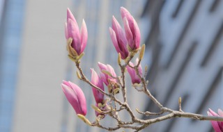 紫玉兰扦插时间和方法 紫玉兰花可以扦插吗