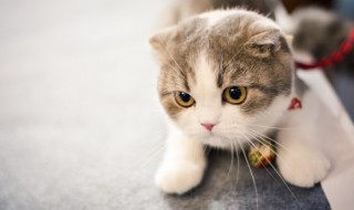 猫咪去跳蚤小窍门 猫咪去跳蚤小窍门是什么