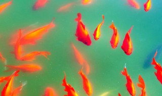 红球鱼养殖技巧 红球鱼养殖技巧图解