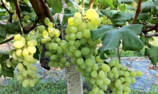 青提葡萄的栽培方法 青提葡萄的介绍