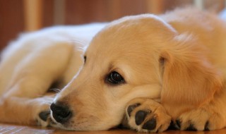 宠物换毛的最佳方法（动物换毛的方式）