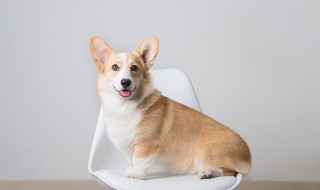 喂狗吃什么毛发好 喂狗吃什么毛发好呢