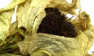 天山雪莲泡酒功效 天山雪莲泡酒功效与禁忌