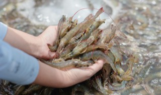 虾是吃什么成长的（虾是吃什么成长的）