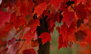 红枫修剪技术方法(红枫修剪技术方法)