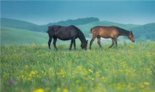 马吃什么饲料 创造与魔法棕马吃什么饲料