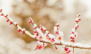 踏雪寻梅的意思是（踏雪寻梅的意思是什么意思）