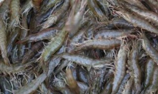 家养河虾吃什么 家养小河虾吃什么