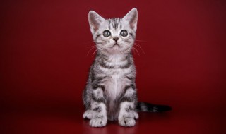 猫咪驱虫前应该注意哪些事项 猫咪驱虫前应该注意哪些事项和饮食