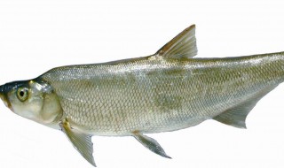 吃翘嘴鱼有什么禁忌（吃翘嘴鱼有什么禁忌吗）