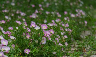 月见草副作用和禁忌（见月草有什么副作用）