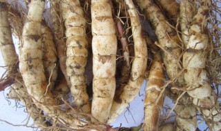 地参的副作用与禁忌（地参吃了起什么作用啊）