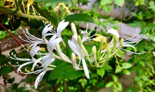 金银花泡脚有什么好处 金银花泡脚有什么好处吗