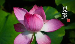 夏至节气菜吃什么(夏至节气吃什么食物养生)