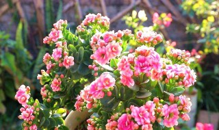 长寿花的扦插时间和方法（长寿花什么时候扦插最好）