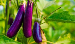 线茄子怎么做 线茄子怎么做不变色