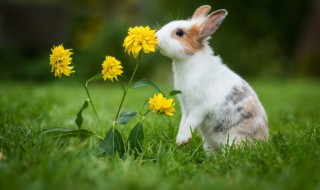 四川凉拌兔子肉的做法 四川家常兔子肉的做法