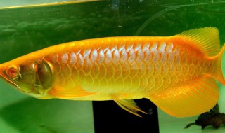 银龙鱼眼睛外面有白膜怎么办 银龙鱼眼睛外面有白膜怎么办图片