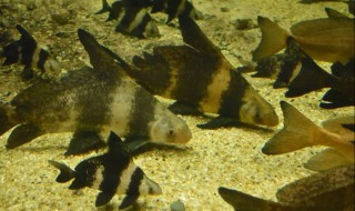 胭脂鱼吃什么鱼粮(胭脂鱼吃什么鱼粮最好)