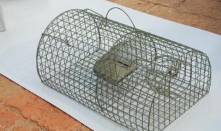 效果最好的捕鼠方法 效果最好的捕鼠方法