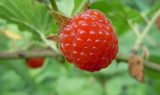 山莓和覆盆子的区别(山莓和覆盆子的区别有哪些?)