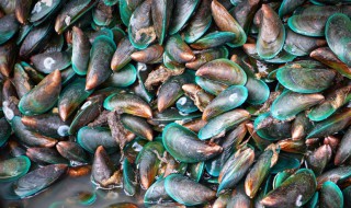 河鲜有哪些 河鲜有哪些品种