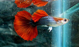 观赏鱼专用盐使用方法(鱼缸多长时间加一次盐)