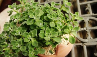 碰碰香驱蚊吗（碰碰香驱蚊吗?）