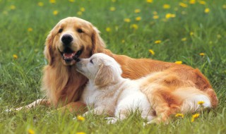 老年狗的饲养方法 老年狗的喂养方法