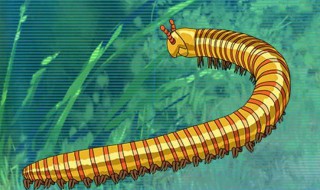 家里有千足虫说明什么 家里有千足虫说明什么问题