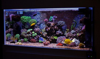 养冷水鱼的技巧和方法 怎么养冷水鱼