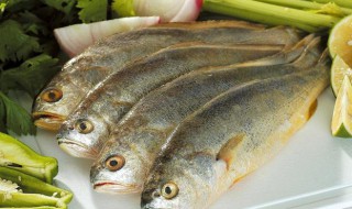 钓黄花鱼绝密技巧 海钓黄花鱼的各种技巧