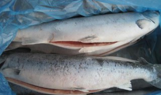 冰冻的鱼肉怎么做才好吃（冷冻的鱼肉怎么做好吃）