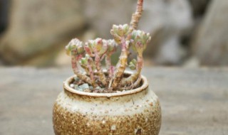 怎么挑选多肉花盆 如何挑选多肉花盆