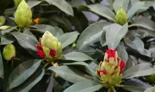 高山杜鹃的养殖方法和注意事项 杜鹃老桩的栽培方法