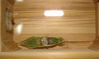 怎么挑选金钟鸟（金钟鸟金钟鸟）