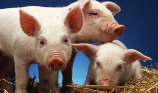 猪的寿命一般多少年（猪的寿命一般多少年到多少年）