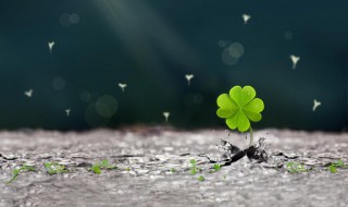 怎么做四叶草创意书签（怎么做四叶草创意书签图片）