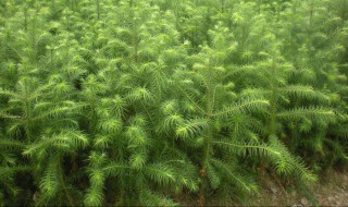 怎么做杉树苗（怎么做杉树苗视频教程）