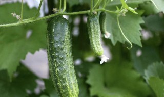 刺瓜种植方法（刺瓜种植方法）