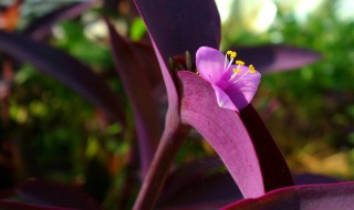 墨紫兰的养殖方法（墨紫兰的养殖方法和技术）