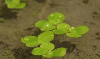 浮萍种植方法是什么（浮萍的养殖方法）