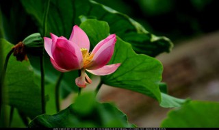 新鲜荷花的保存方法 新鲜荷花怎么保存