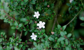 六月雪正确浇水方法 六月雪浇水如何浇水