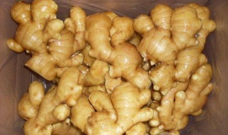 小黄姜储藏方法 小黄姜的储藏方法