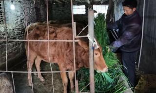 养肥牛方法 怎样快速养肥牛