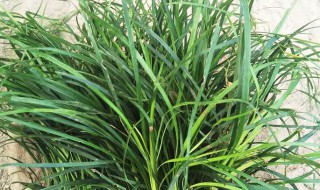 长沙麦冬苗种植技巧（怎样种植麦冬苗）