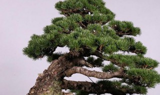 云松的养护技巧（云松的栽培方法）