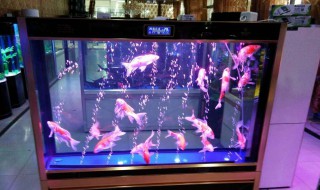 家庭鱼缸清洗小技巧 家庭鱼缸清洗小技巧视频